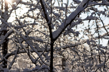 Winter background with branches and trees covered with snow on a sunny frosty day