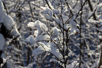 Winter background with branches and trees covered with snow on a sunny frosty day