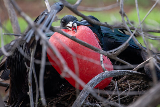 Two male frigatebirds (Frigata Magnificens) fighting. One trying to destroy the others inflated guar sac. Gal&aacute;pagos Islands.