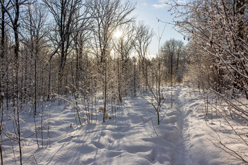 Winter snowy landscape with a pedestrian path running through an overgrown field