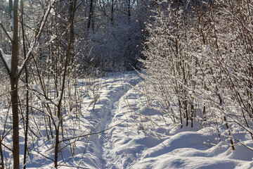 Winter snowy landscape with a pedestrian path running through an overgrown field