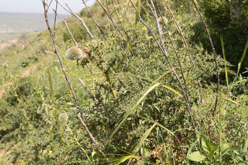 Hillside  overgrown with fresh flowers and fresh greenery in the El Al National Nature Reserve located in the northern Galilee in the North of Israel
