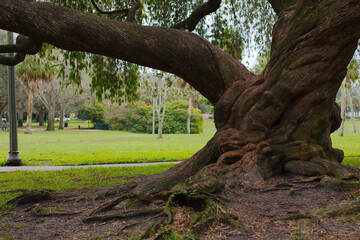 Fototapeta na wymiar Low shot of Large Twisted oak tree trunk with roots in foreground shaded with green grass, on the right and other trees in sunlight. In Crescent Lake Park in St. Petersburg, FL.