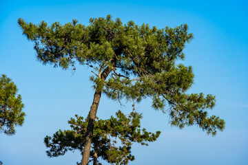 Grüner Nadel Baum im Sommer von Kroatien