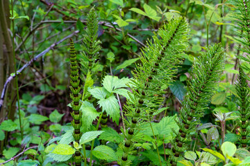 Grüner Schachtelhalm mitten im Wald 