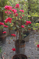 Bougainvillea flower plant on farm