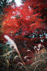 紅葉
