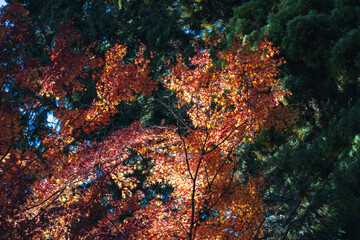 紅葉