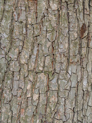 Texture of the bark of an old apple tree, background.