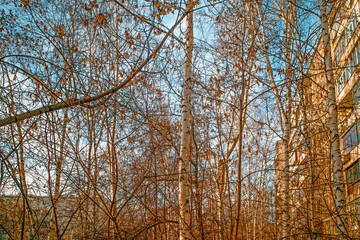 Birch trees without leaves in the courtyard of a residential building on a winter day
