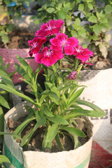 Telstar Carmine Rose Dianthus flower plant