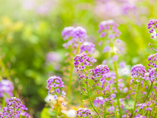 Verbena bonariensis flowers, Argentinian Vervain or Purpletop Vervain, Clustertop Vervain, Tall Verbena, Pretty Verbena, in garden