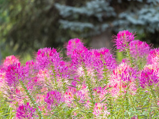 Group of purple and red Cleome hassleriana flowers or Spinnenblume or Cleome spinosa is on a green blurred background