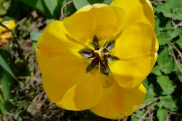 Obraz premium yellow tulip flower