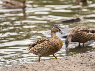 Fototapeta premium A duck female stands on its paws on the green shore of a pond.