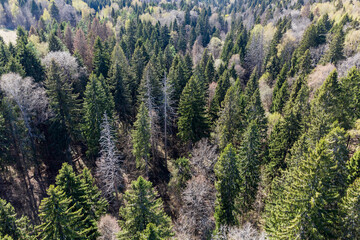 Aerial view of coniferous forest with evergreen spruce trees