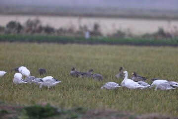 Fototapeta na wymiar The snow goose (Anser caerulescens) is a species of goose native to North America. This photo was taken in Japan.