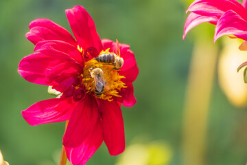 A bee collects nectar from red flowers of Yellow dahlia flower in the garden in summer close-up.