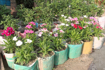 Fototapeta na wymiar Dianthus flower plant on farm