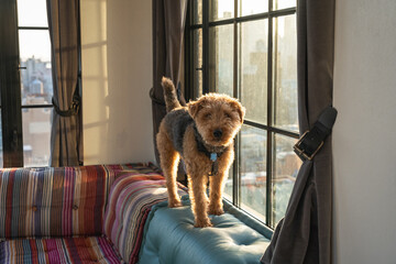 A quirky Welsh Terrier dog stands on the top of a couch curiously looking at the camera.