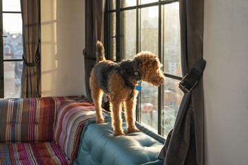 A quirky Welsh Terrier dog stands on the top of a couch curiously looking out the window.