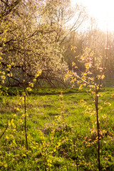 Sunlit spring lawn with budding foliage on the trees, vertical background