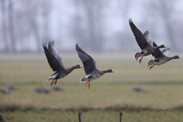 The greater white-fronted goose (Anser albifrons) is a species of goose. This photo was taken in...