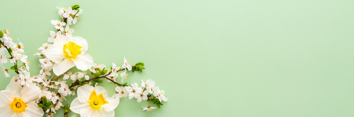 Festive banner with spring flowers, white daffodils and flowering cherry branches on a light green pastel background