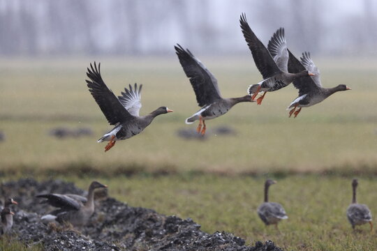 The greater white-fronted goose (Anser albifrons) is a species of goose. This photo was taken in Japan.