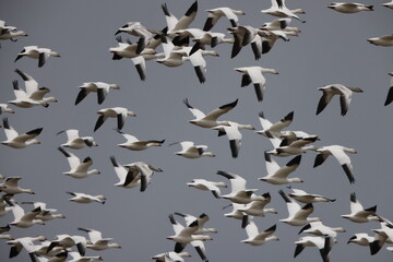 The snow goose (Anser caerulescens) is a species of goose native to North America. This photo was taken in Japan.