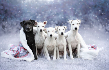 Winter portrait of dogs. Set of 5 Patterdale terrier dogs wrapped and sitting in a blanket. They...