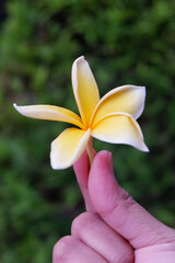 Closeup hand holding Plumeria frangipani flower