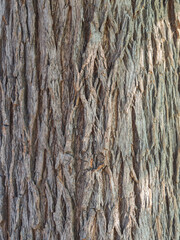 Old tree bark texture willow wood