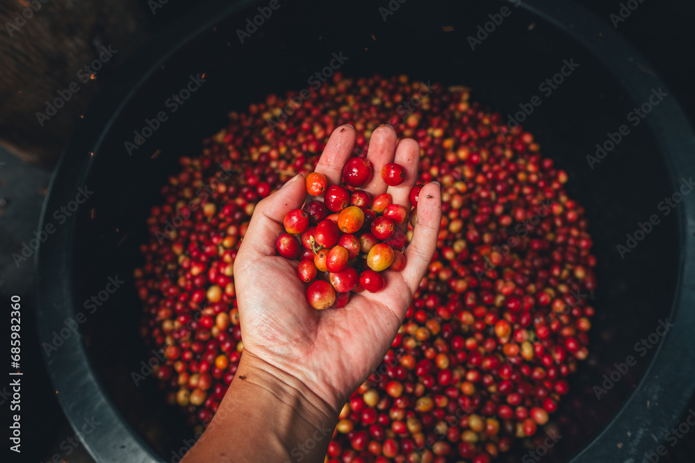 Poster Red cherry coffee beans in a bucket