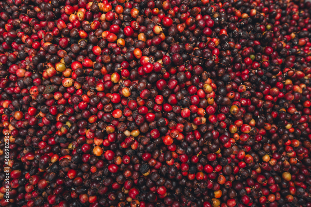 Canvas Prints red cherry coffee beans in a bucket