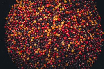 Red cherry coffee beans in a bucket