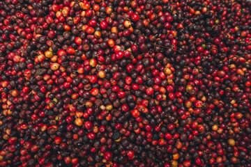 Red cherry coffee beans in a bucket