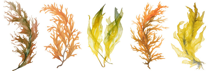 watercolour seaweed set isolated on transparent background - design element PNG cutout collection - obrazy, fototapety, plakaty