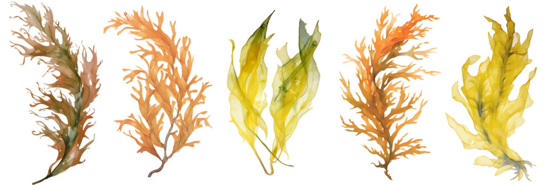 watercolour seaweed set isolated on transparent background - design element PNG cutout collection