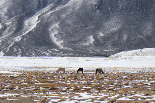 Horse in the Changthang Plateau of Ladakh 