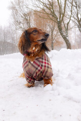Portrait of Red longhaired dachshund sitting on snow in winter park, little fluffy doggy wearing winter clothing, dressed in jumpsuit for cold weather, wiener dog under the falling snow