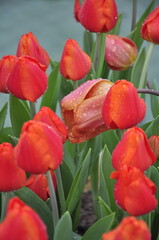 Naklejka premium orange tulip flower with water droplets