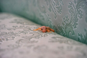A lizard with a scarred mouth from a fight was on the sofa.