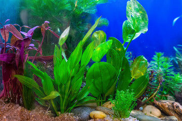 Underwater landscape nature forest style aquarium tank with a variety of aquatic plants, stones and herb decorations. © dsom