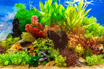 Underwater landscape nature forest style aquarium tank with a variety of aquatic plants, stones and herb decorations. © dsom