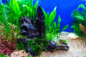Underwater landscape nature forest style aquarium tank with a variety of aquatic plants, stones and herb decorations. © dsom