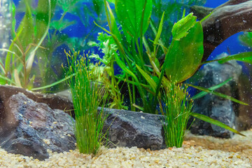 Underwater landscape nature forest style aquarium tank with a variety of aquatic plants, stones and...
