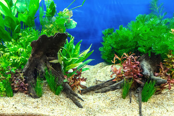 Underwater landscape nature forest style aquarium tank with a variety of aquatic plants, stones and herb decorations. © dsom