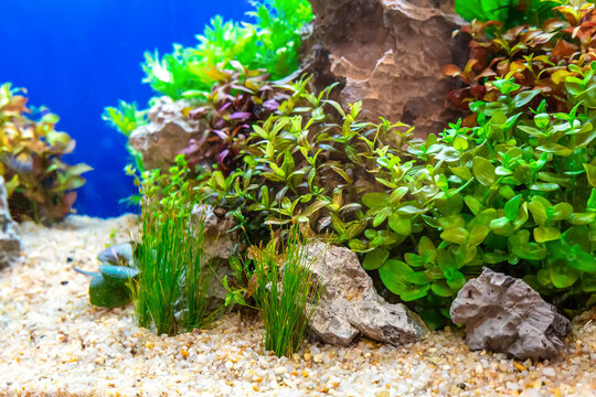 Underwater landscape nature forest style aquarium tank with a variety of aquatic plants, stones and herb decorations.