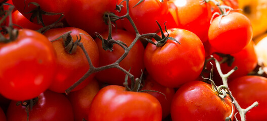 Lots of tomatoes on a branch on counter